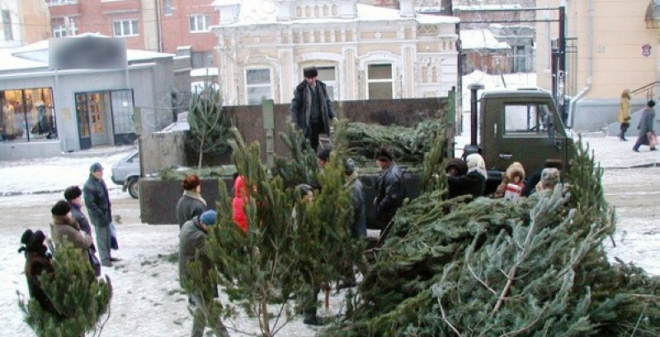 Елочные базары в Саратове откроются в середине декабря. Адреса