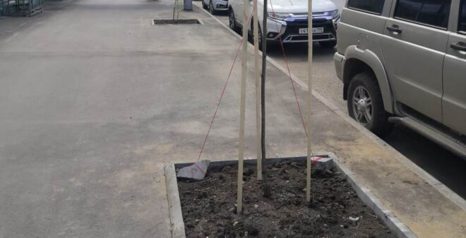 На новом тротуаре на улице Чернышевского высажено 12 молодых саженцев