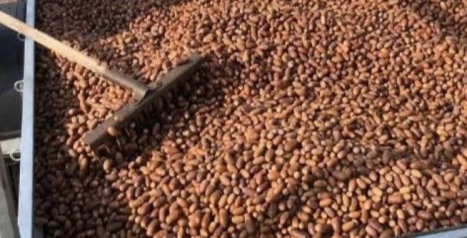 Лесхозы Саратовской области запасаются желудями