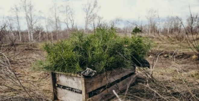 В Саратовской области завершилась техническая приёмка лесных культур