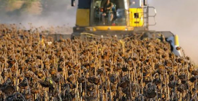 В Саратовской области началась уборка основной масличной культуры