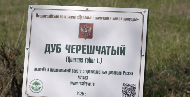 В Саратовской области возле дуба-старожила «Василич» появилась табличка с QR -кодом на его описание