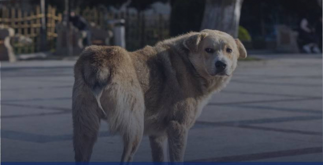 В Саратовской области будут вести видеозапись при отлове бездомных собак