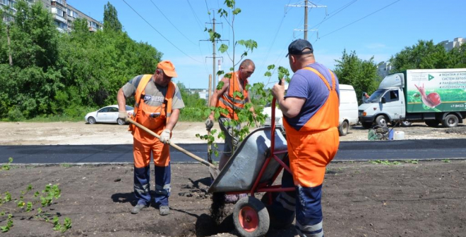  В Саратове высадили новую партию молодых деревьев	