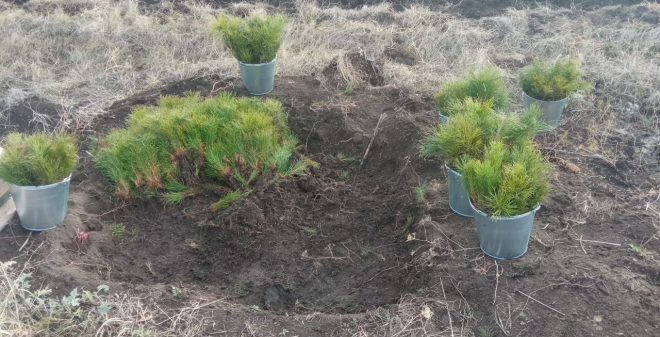 В Саратовской области активно высаживают леса и следят за их сохранностью