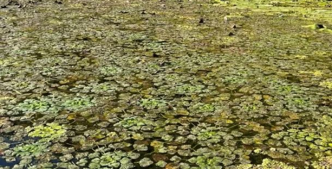 Саратовские ученые успешно возродили популяции водяного ореха