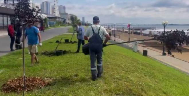В центральной части Саратова высаживают деревья-крупномеры