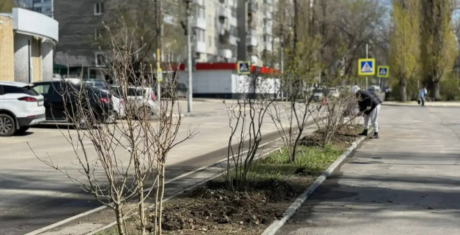 В городе началась высадка кустарников