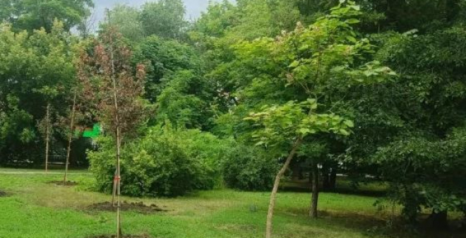Во Фрунзенском районе продолжаются работы по озеленению