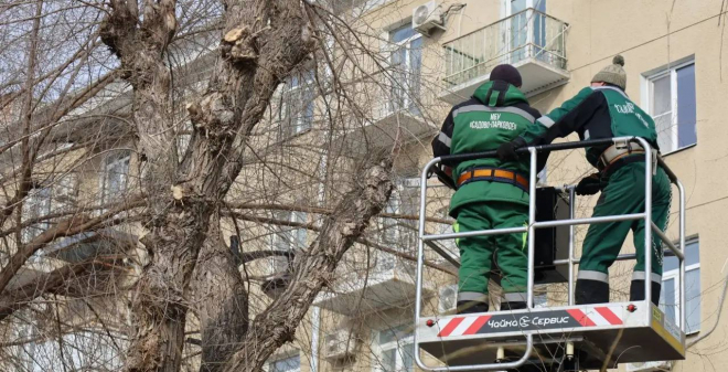 На Набережной Космонавтов проводится омолаживающая и формовочная обрезка вязов