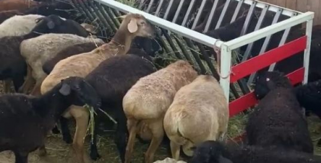 В Энгельсском районе началось строительство фермы замкнутого цикла