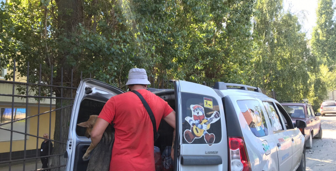 В центре Саратова отловили 10 бездомных собак