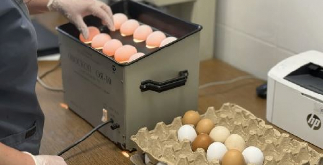 В мае ветеринары проверили более 84,5 тыс. партий продуктов на рынках