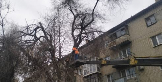 Во Фрунзенском районе проводится опиловка деревьев