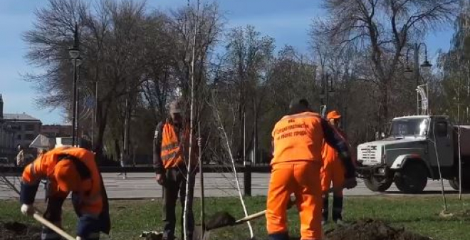 За неделю в Саратове высадили свыше 400 деревьев