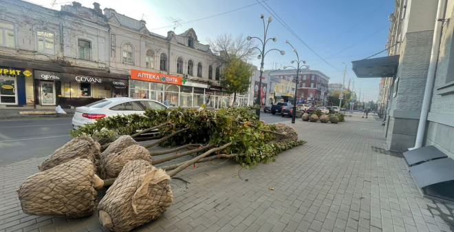 Для озеленения Саратова весной высадят еще 350 деревьев-крупномеров