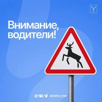 В Гагаринском районе увеличилось число ДТП из-за появления диких животных на дорогах