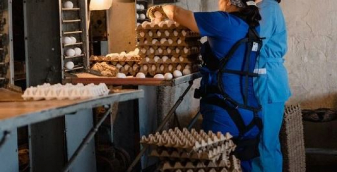 Использование экзоскелетов помогло увеличить производительность труда на саратовской птицефабрике