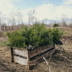 В Саратовской области завершилась техническая приёмка лесных культур
