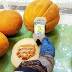 Специалисты проверили более 1000 партий арбузов и дынь на безопасность