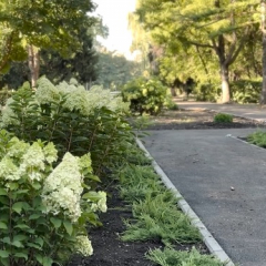 В Городском парке высадят 100 деревьев и 4000 кустарников