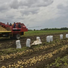 В регионе выросло производство картофеля