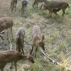 В Саратовской области стало больше оленей, лосей и косуль