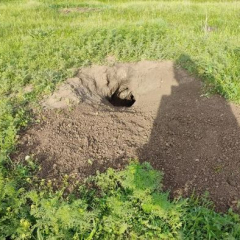 В Саратовской области нашли новые колонии сурков