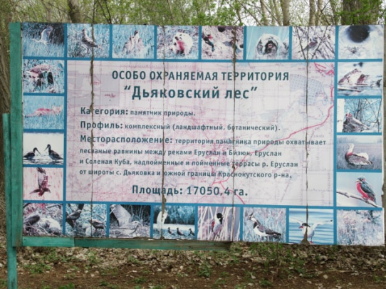 В Саратовской области появится национальный парк «Дьяковский лес»