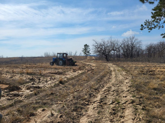В Саратовской области началась посадка леса