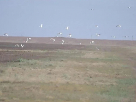 В Саратовской области оценят численность краснокнижного стрепета