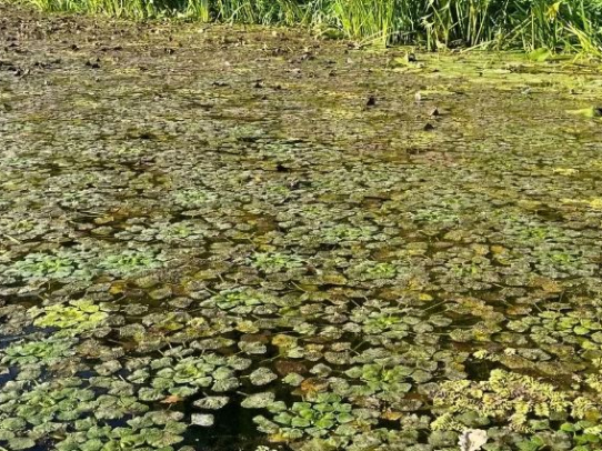 Саратовские ученые успешно возродили популяции водяного ореха