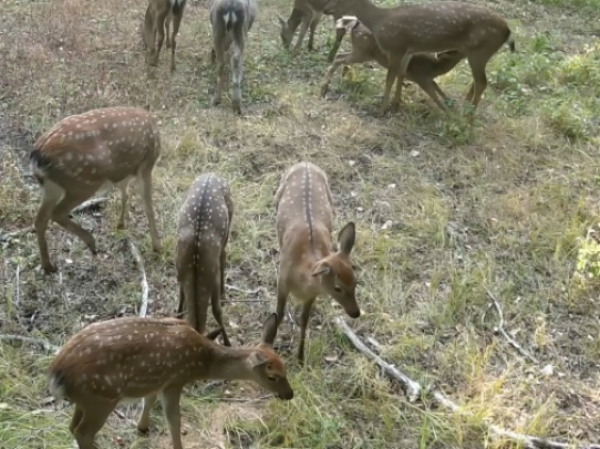 В Саратовской области стало больше оленей, лосей и косуль