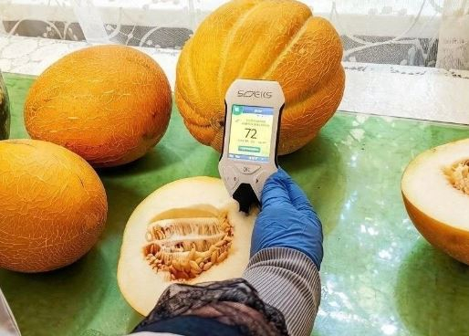 Специалисты проверили более 1000 партий арбузов и дынь на безопасность