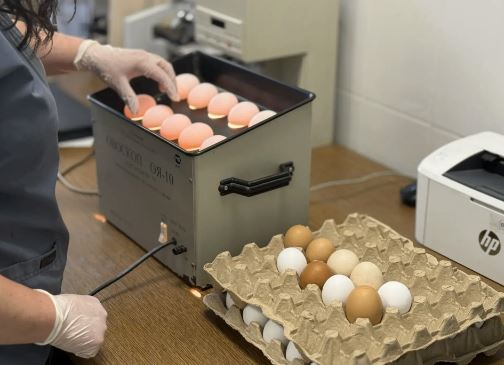 В мае ветеринары проверили более 84,5 тыс. партий продуктов на рынках