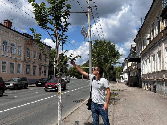 Крупномерные саженцы хорошо приживаются в условиях городской среды