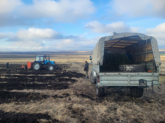 В Базарно-Карабулакском районе высадят лес на площади 100 гектаров