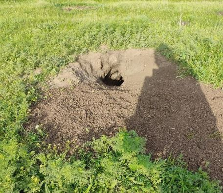 В Саратовской области нашли новые колонии сурков