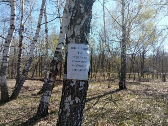 В Саратове Кумысную поляну обработают от мышей – переносчиков геморрагической лихорадки