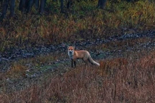 В комитете охотхозяйства призвали активнее охотиться на лисиц