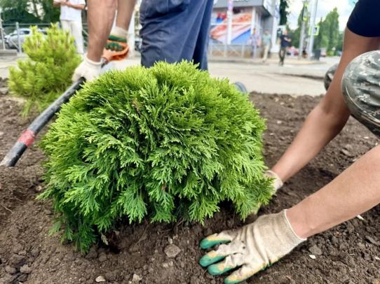 В Городском парке начались работы по озеленению