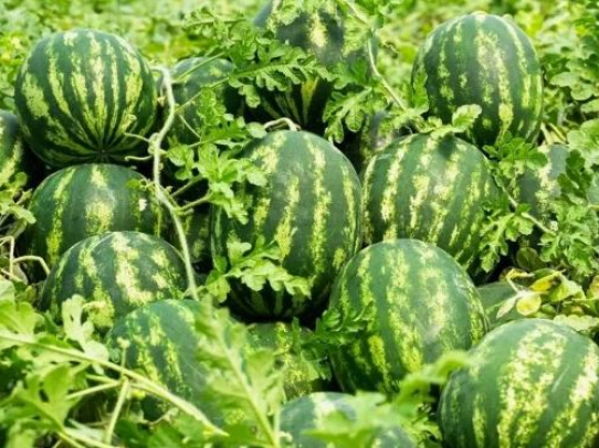 В Саратовской области приступили к уборке бахчевых культур