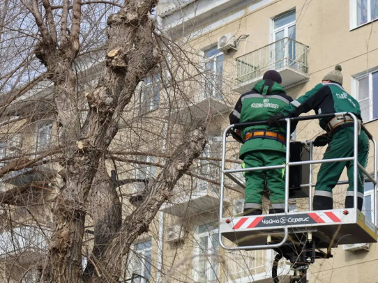 На Набережной Космонавтов проводится омолаживающая и формовочная обрезка вязов