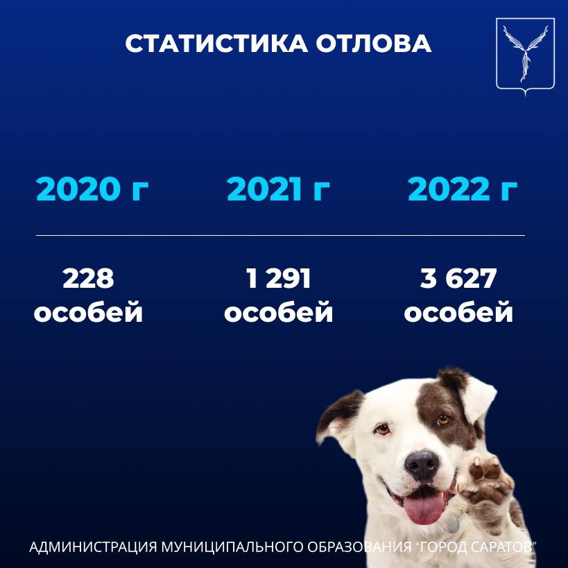 На территории областного центра продолжается работа по отлову безнадзорных животных