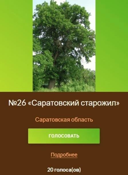 227-летний саратовский дуб – претендент на титул главного дерева России