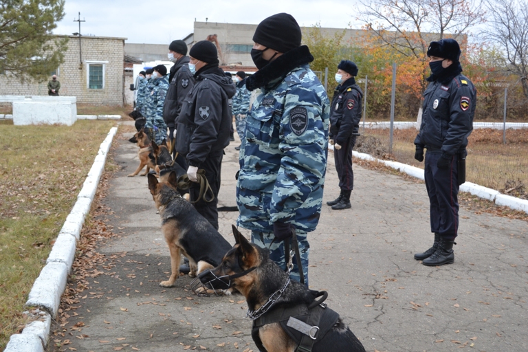 В Саратове прошли показательные выступления специалистов-кинологов 