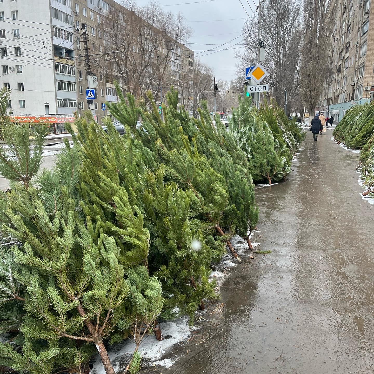 В Заводском районе выявили факты несанкционированной торговли елками